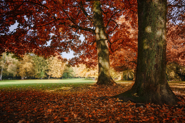 autumn colors on old trees with red and golden foliage in a park, seasonal landscape, selected focus - Foto, afbeelding