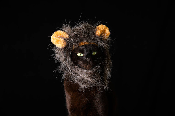 gato negro usando un cosplay oso peludo cabeza pieza sobre un oscuro fondo
 - Foto, imagen