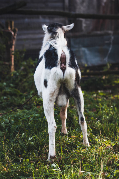 Black and white goat on a leash on a home mini farm in the autum - Fotoğraf, Görsel