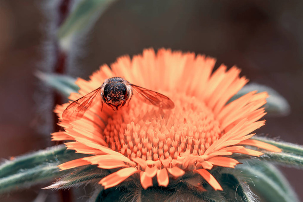 wunderschönes Bienenmakro in grüner Natur - Archivbild - Foto, Bild