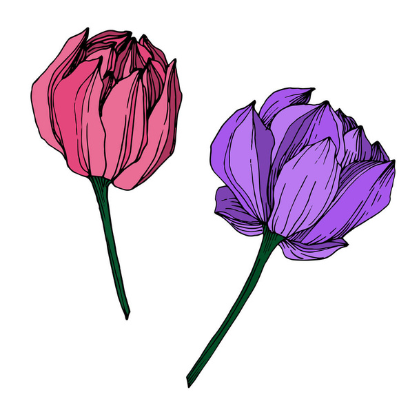 ベクトルロータス花植物の花。黒と白の彫刻インクアート。孤立した蓮のイラスト要素. - ベクター画像