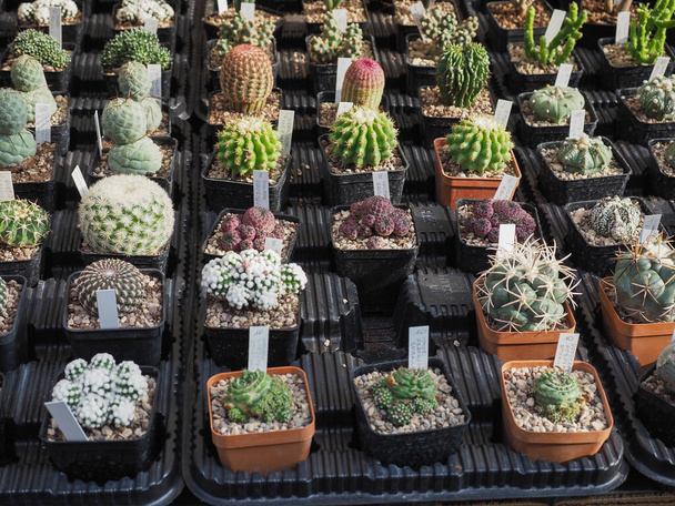 muchas plantas de cactus
 - Foto, imagen