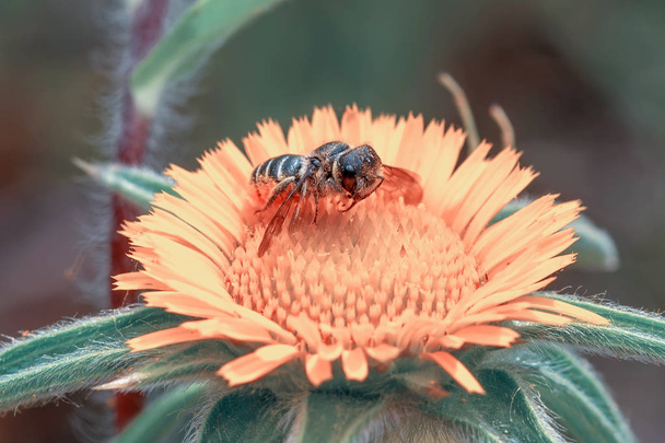 Krásné Bee makro v zelené přírodě - Stock obrázek - Fotografie, Obrázek