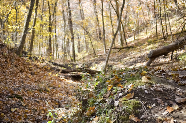 Forest Floor in the Autumn - Foto, Imagen