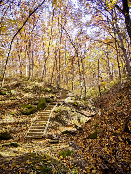 Fall Forest with Stairs - Zdjęcie, obraz