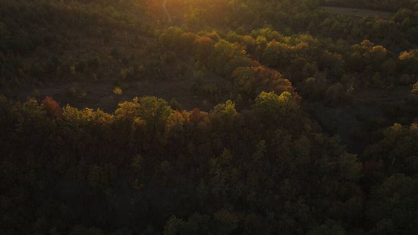 Luftaufnahme der grünen Wiese mit Bäumen unter der goldenen Sonne am Sommerabend. Schuss. Blick von oben auf die Wiese mit grünem Gras und Wald. - Foto, Bild