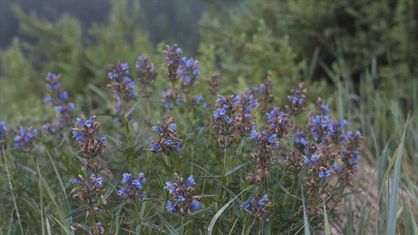 Primer plano de flores azules de Dragonhead creciendo en el campo. Imágenes de archivo. Planta medicinal y néctar, en flor Dracocephalum moldavica en un día lluvioso de verano
. - Foto, imagen