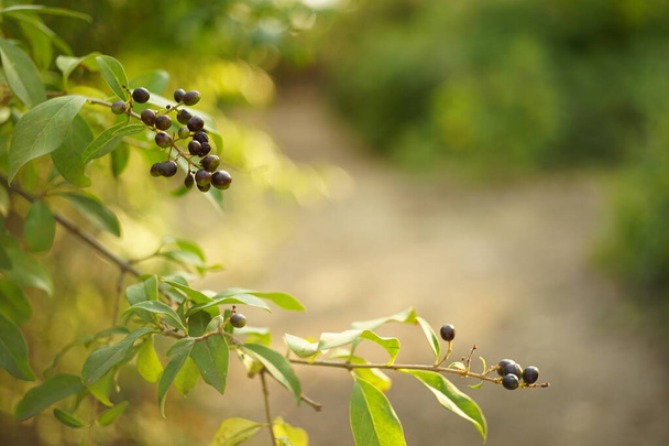 Schwarze Beeren wachsen im Wald auf den Zweigen der Sträucher. - Foto, Bild