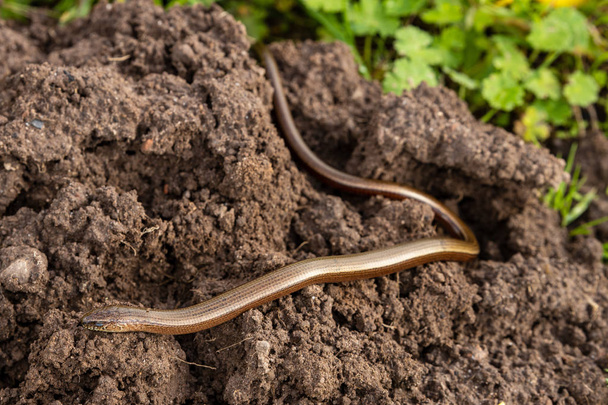 Сліпий черв "як і змія в природі - Фото, зображення