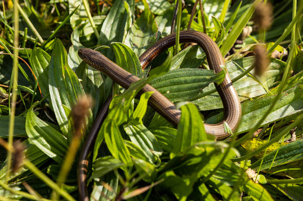 Blindworm and Snake in the nature - Photo, Image