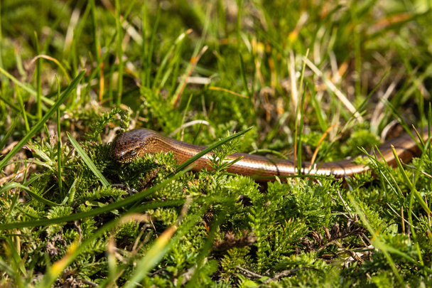 Blindworm and Snake in the nature - Photo, Image