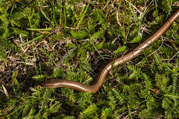 Gusano ciego y serpiente en la naturaleza
 - Foto, Imagen