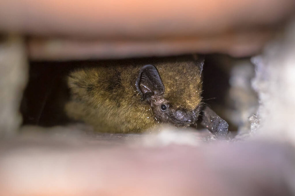 murciélago pipistrelle hibernante en la pared
 - Foto, Imagen