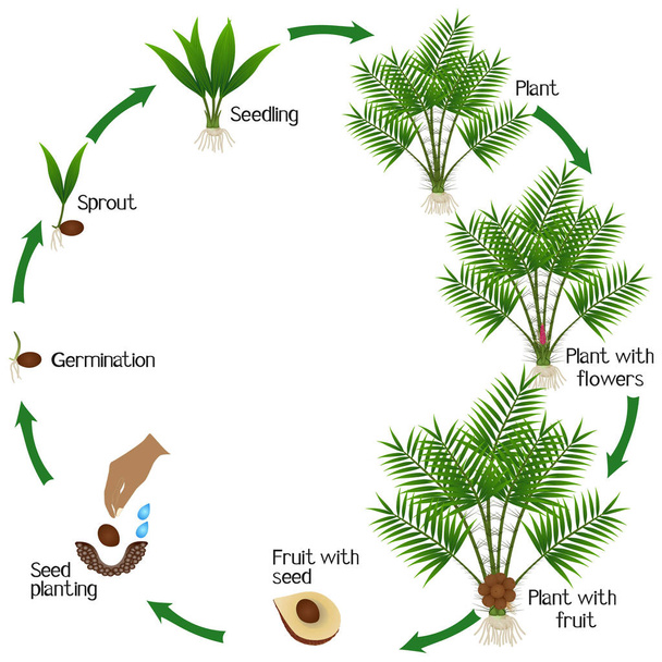 Růstový cyklus rostliny Salak nebo Snake Fruit (Salacca zalacca) na bílém pozadí. - Vektor, obrázek