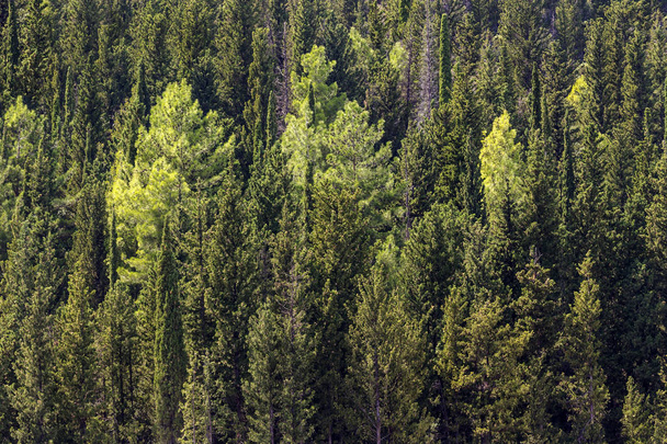 Het uitzicht op wilde cipressen bos in de herfst - Foto, afbeelding