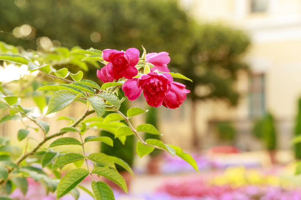 De struik van bloeiende roze rozen. Kleurrijke bloembedden in de som - Foto, afbeelding