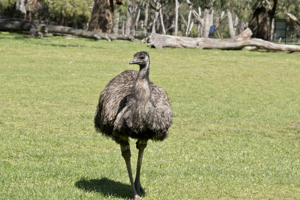 the Ausralian emu is walking through the park - Фото, зображення