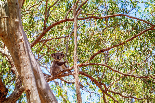 木の中に座っているオーストラリアのコアラ - 写真・画像