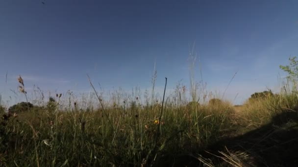 Chica en azul pareo y negro mochila caminando campo de verano en un día soleado
 - Metraje, vídeo