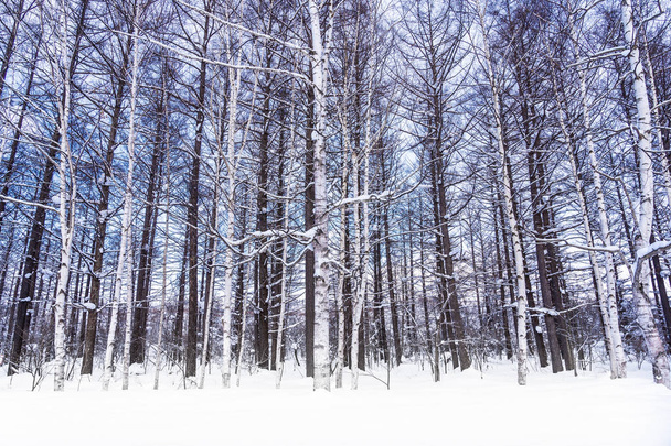 Beautiful outdoor nature landscape with tree in snow winter seas - Fotoğraf, Görsel