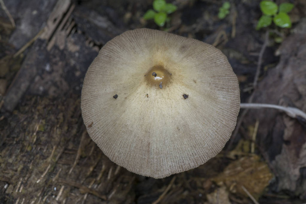 white cap mushroom or Little Japanese Umbrella - Photo, Image