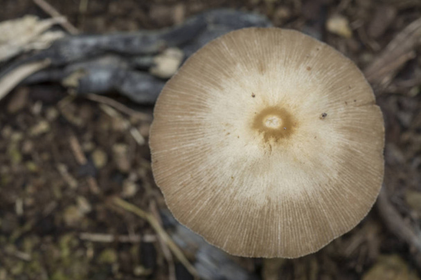 white cap mushroom or Little Japanese Umbrella - Photo, Image