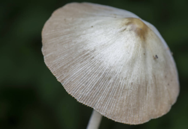 гриб в белой шапке или Японский зонтик
 - Фото, изображение
