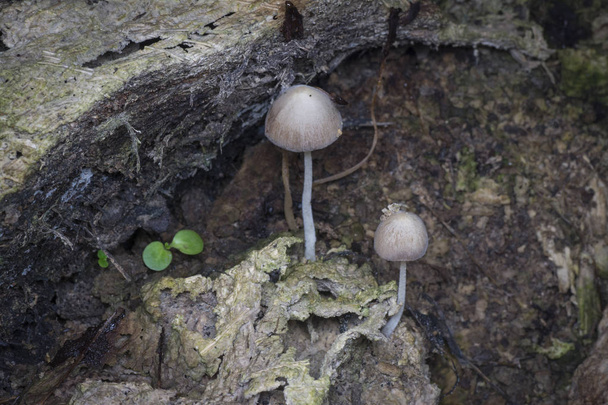 bílá čepice houba nebo malý japonský deštník - Fotografie, Obrázek