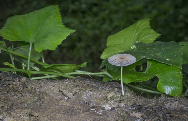 bílá čepice houba nebo malý japonský deštník - Fotografie, Obrázek