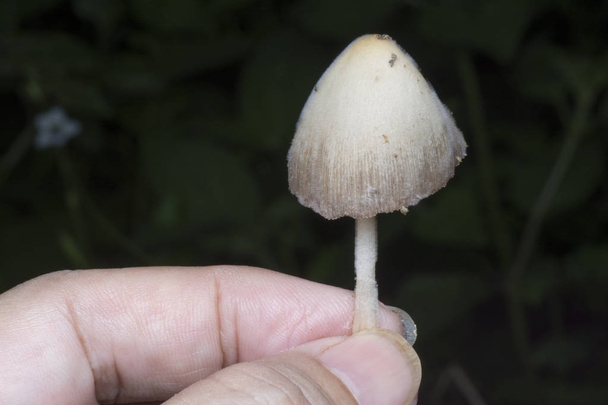 champignon à chapeau blanc ou petit parapluie japonais
 - Photo, image