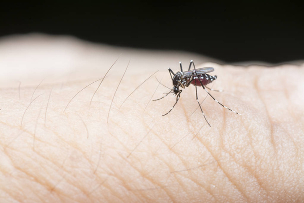 detailní záběr komára vysávajícího krev. - Fotografie, Obrázek