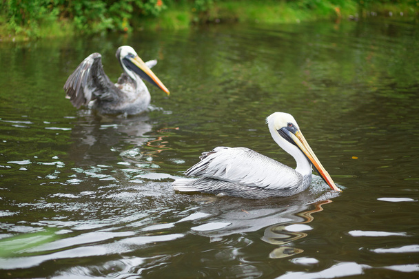Chile pelicans in nature - Foto, imagen