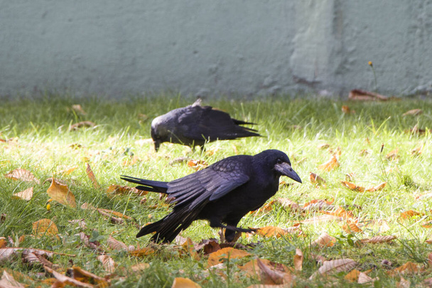 I corvi mangiano. Gli uccelli hanno bisogno di un buon pasto prima dell'inverno
. - Foto, immagini