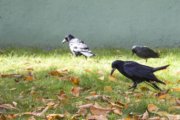 Rooks eat. Birds need to have a good meal before winter. - 写真・画像