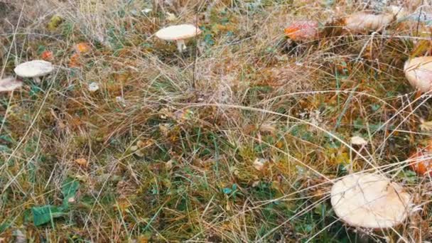 Grote paddenstoelen op groen gras waarop sneeuw valt. Rode vlieg agarisch in de Karpaten - Video