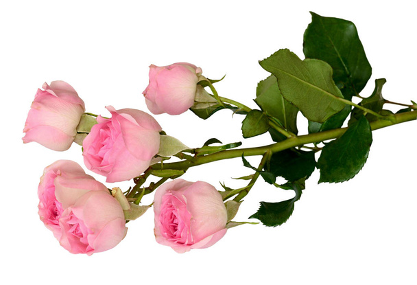 Closeup of pink rose flowers branch - Foto, Imagem