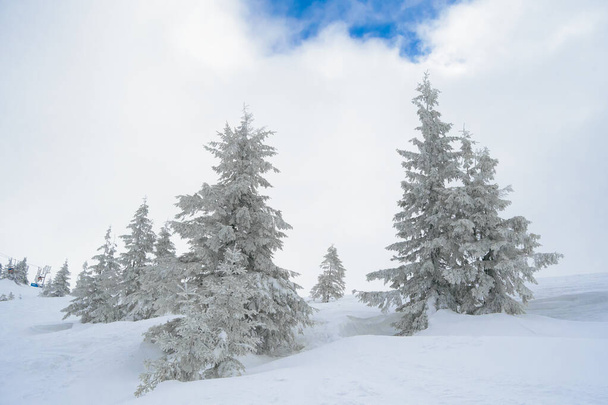 Beautiful Winter Mountain Landscape with Snow Covered Fir Trees in the Morning. - Foto, Imagen