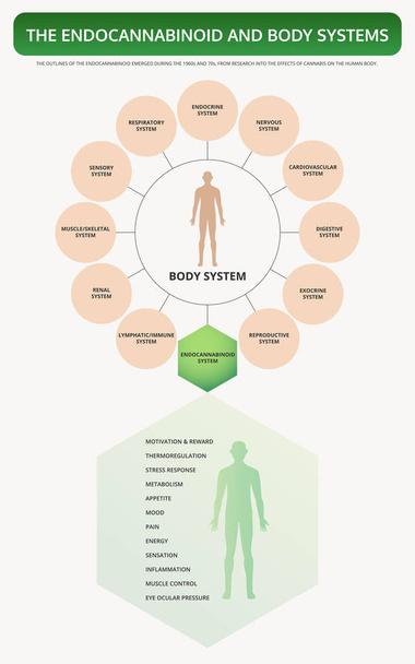 Endocannabinoid and Body Systems vertical textbook infographic - Vector, Image