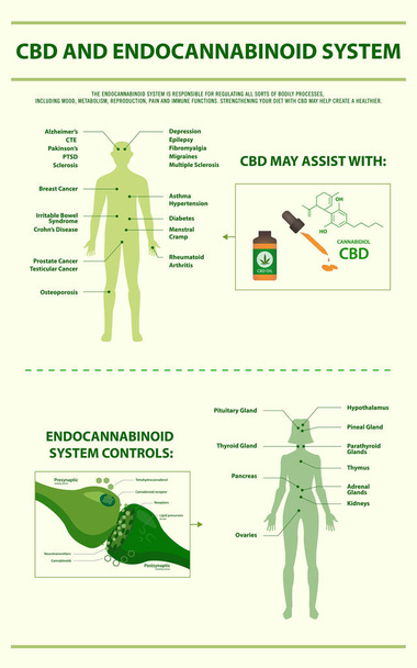 Cbd i Endokannabinoid System infografika pionowa - Wektor, obraz