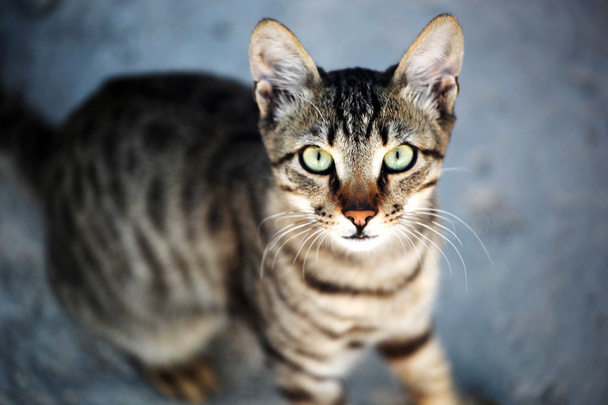 Retrato de gato
 - Foto, imagen