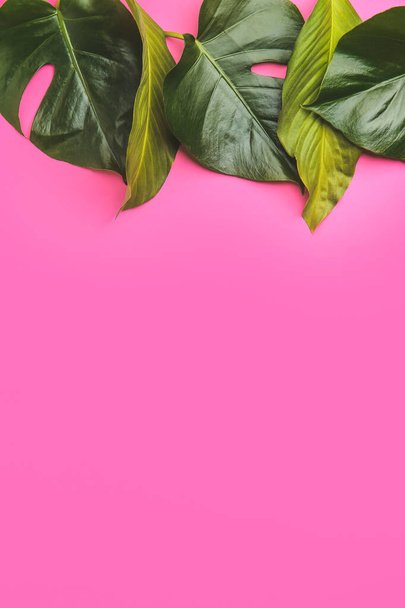 Čerstvé tropické listy na barevném pozadí - Fotografie, Obrázek