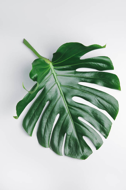 Čerstvé tropické listy na světlém pozadí - Fotografie, Obrázek