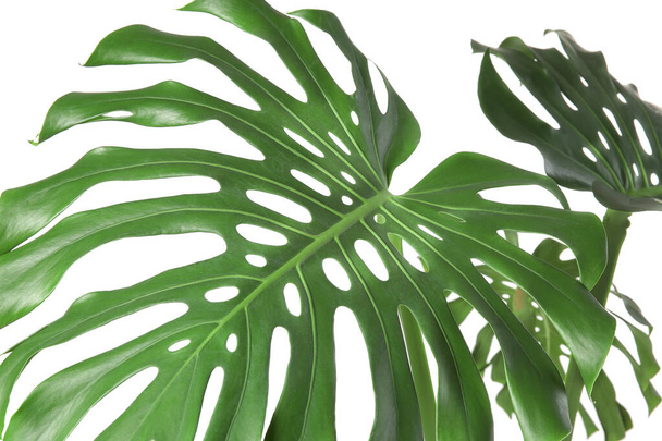Grüne tropische Blätter auf weißem Hintergrund - Foto, Bild