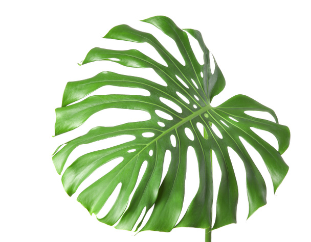 白い背景に緑の熱帯の葉 - 写真・画像