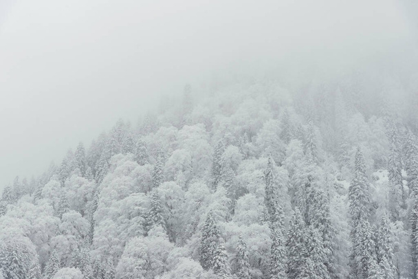 Pine trees and snow - Fotoğraf, Görsel
