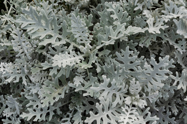Stofmolen, zilverragwort, zilverstof of Jacobaea maritima. Zilveren gebladerte achtergrond. Een close-up. Bovenaanzicht - Foto, afbeelding