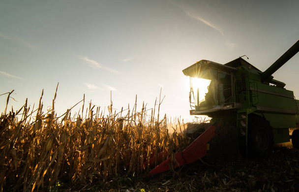 Kombinálja a kukoricát a naplementében - Fotó, kép