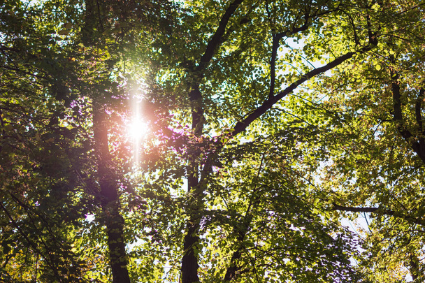 Los rayos del sol atraviesan las coronas de los árboles
. - Foto, Imagen