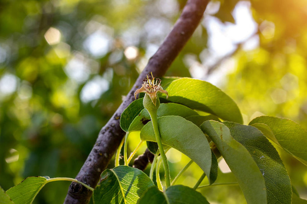 La poire verte mûrit sur une branche d'arbre dans le jardin au printemps et en été sur le fond des feuilles
. - Photo, image
