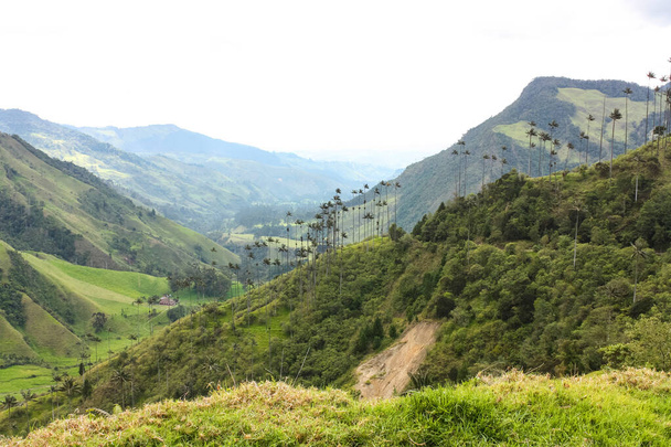 Cocora Valley, which is nestled between the mountains of the Cor - Valokuva, kuva
